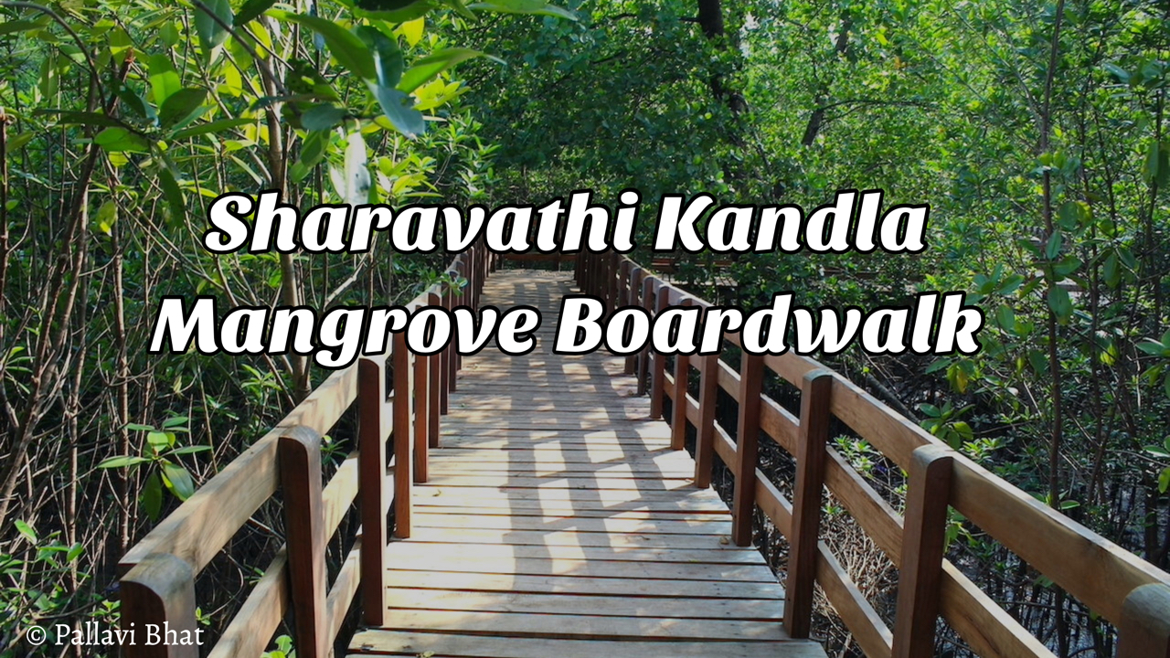 Mangrove Honnavar