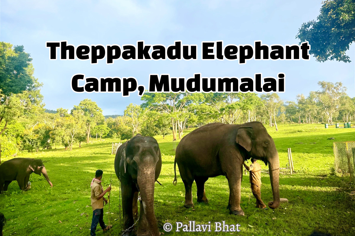 Theppakadu Elephant Camp, Mudumalai